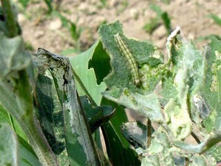 綠色果園守護者 生物防治技術在水果病蟲害管理中的應用與展望